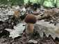 Céklatinóru (Neoboletus xanthopus), Budai-hegység